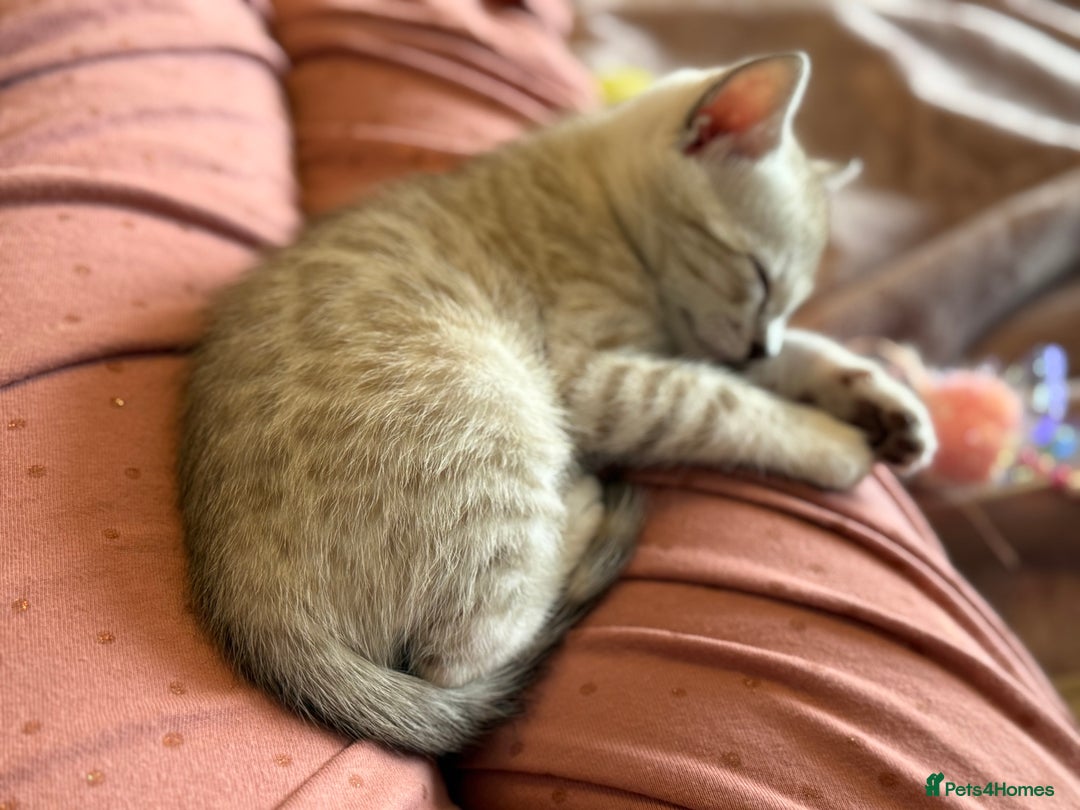 Bengal cats for sale: 💙Stunning Silver Mink Bengal TICA registered  - Image 3