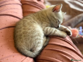 Bengal cats - Advert 6