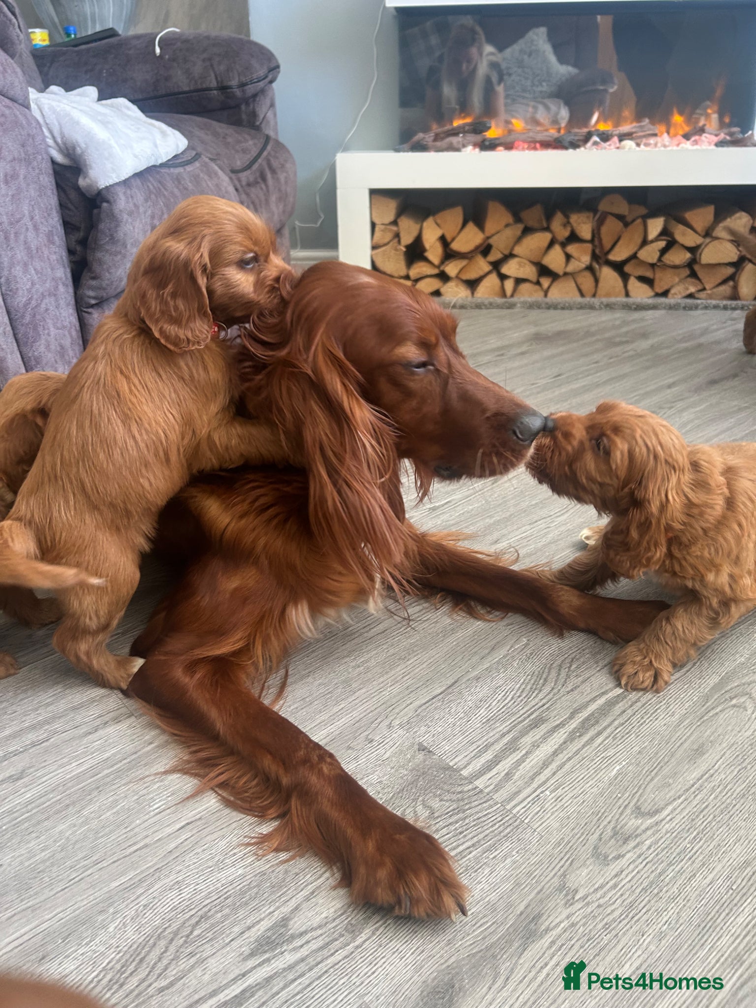 Irish Doodle dogs 7 left! Beautiful F1 miniature Irish doodles  - Advert 2