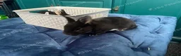 Rex rabbits for sale: PURE REX RABBIT KITS AVAILABLE FOR RESERVATION in Huntingdon - Advert 4