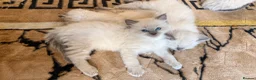 Ragdoll cats for sale: Beautiful Ragdoll Kittens – Seal & Blue Point  - Advert 6