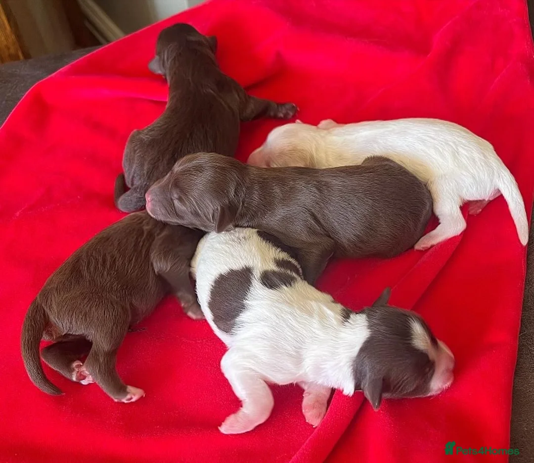 Miniature Schnauzer dogs for stud: KC Reg Choc/White Min Schnauzer MAC +BVA Clear in Coventry - Advert 37