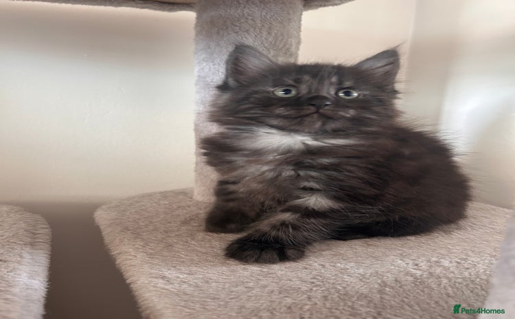 Maine Coon cats - Advert 12