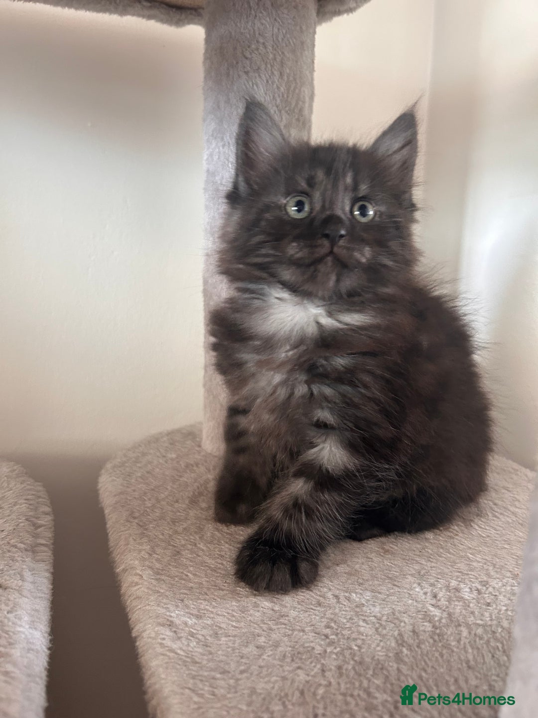 Maine Coon cats for sale:  Maine coon x BSH stunning kittens 😻 - Image 7
