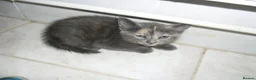 Mixed Breed cats for sale: 5 BEAUTIFUL KITTENS FOR SALE - Advert 7