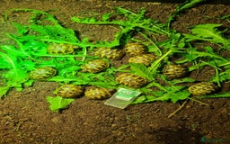 Tortoise reptiles for sale: Baby Hermann & Spur-thigh Tortoises for sale - Image 14