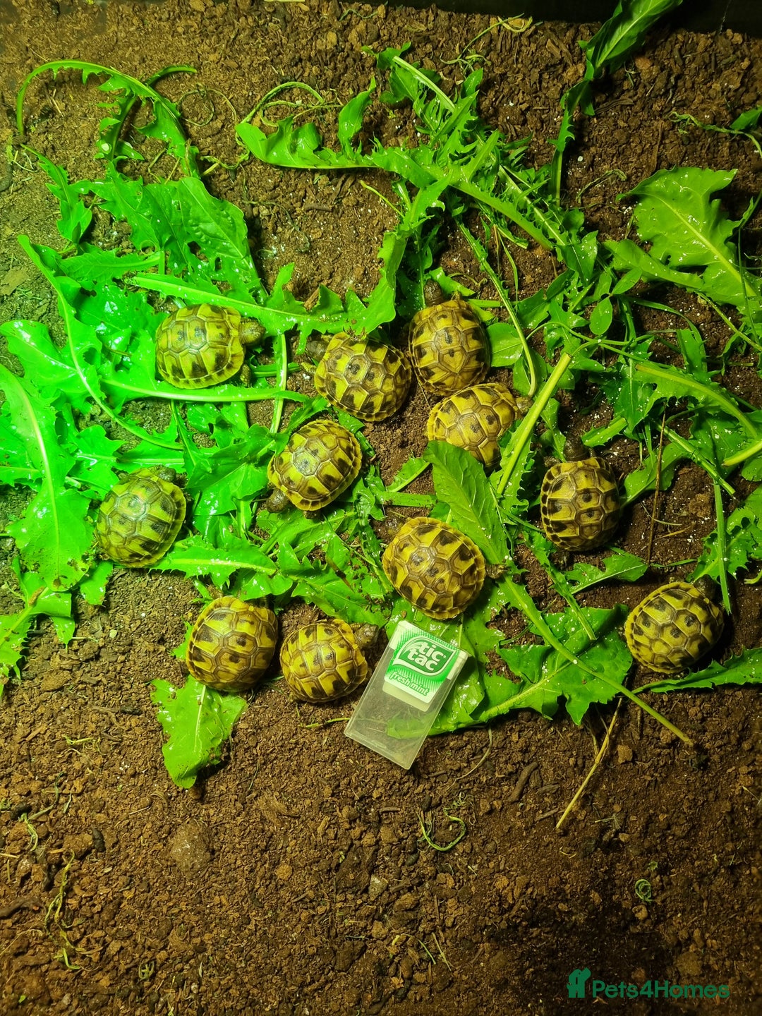 Tortoise reptiles for sale: Baby Hermann & Spur-thigh Tortoises for sale - Image 14