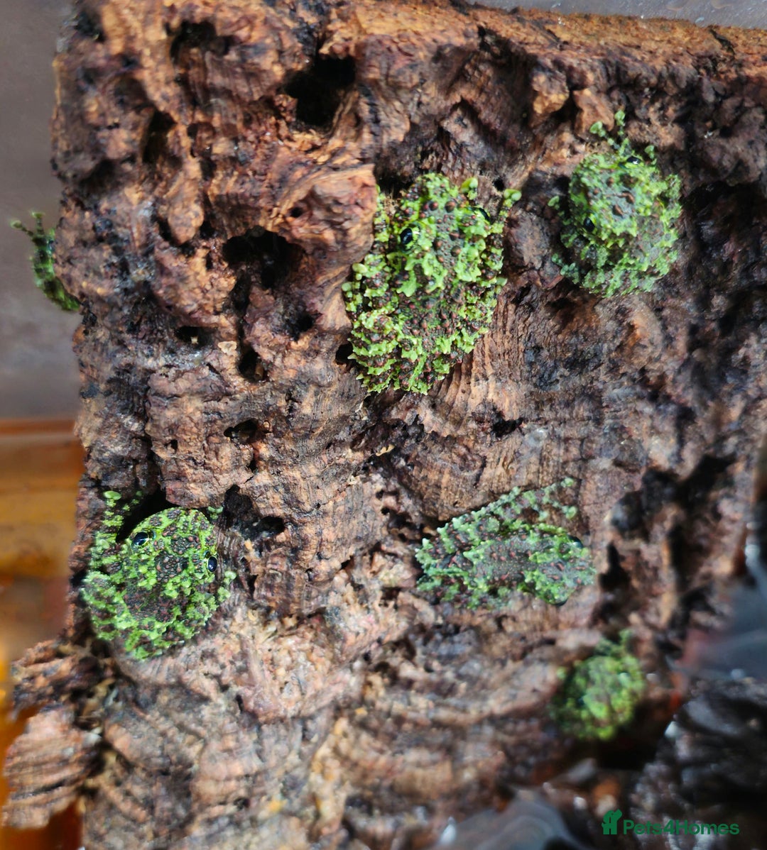 Frog reptiles for sale: Theloderma corticale / vietnamese mossy frogs - Image 2