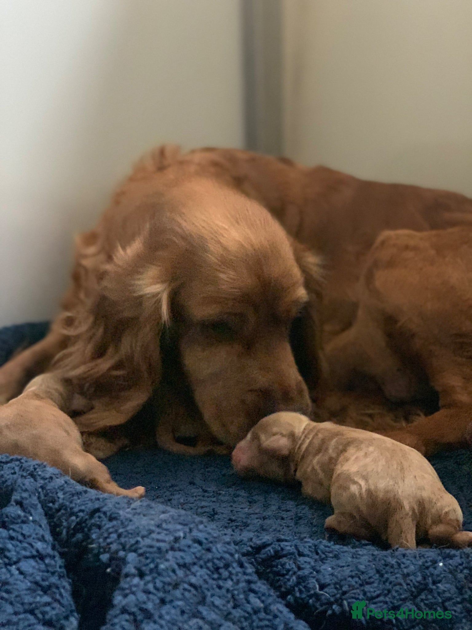 Cockapoo dogs Family raised Cockapoo babies  - Advert 2