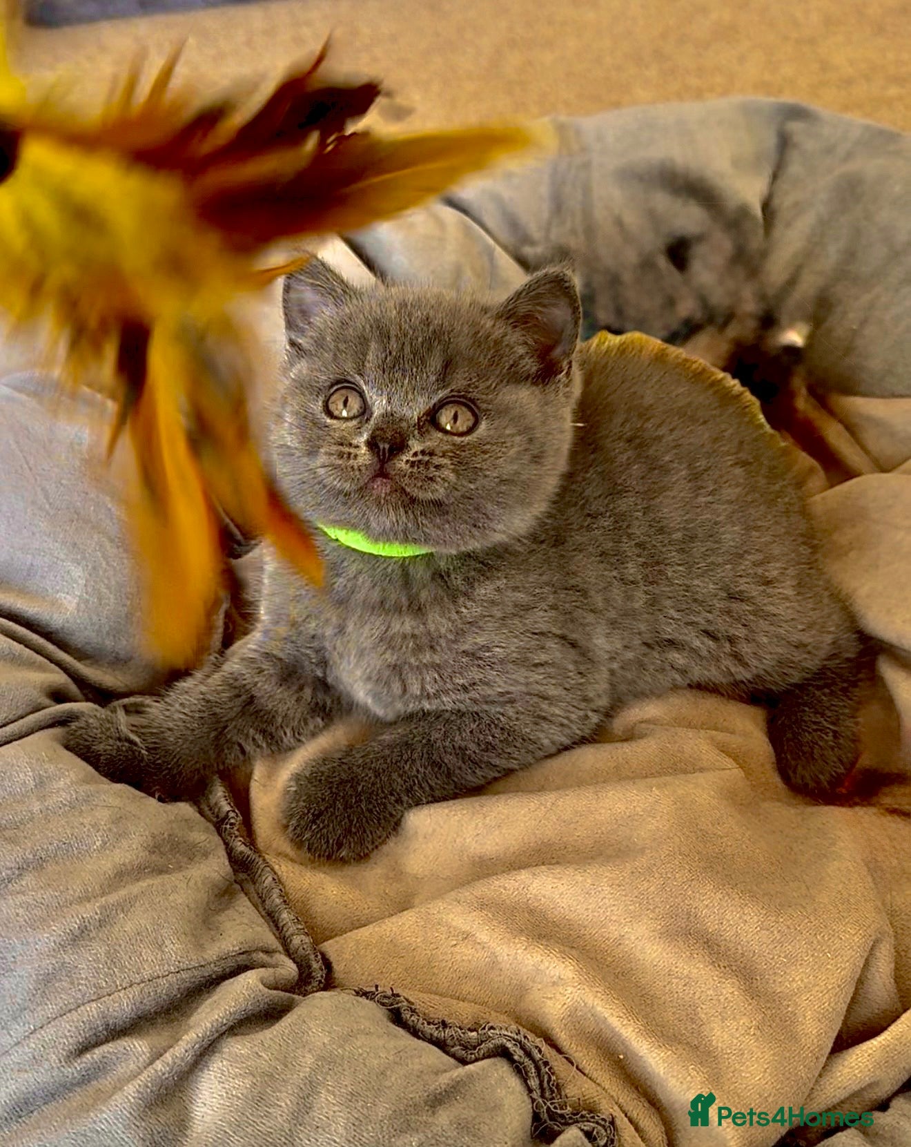 British Shorthair cats Gccf Fluffy and healthy British shorthair kittens - Advert 7