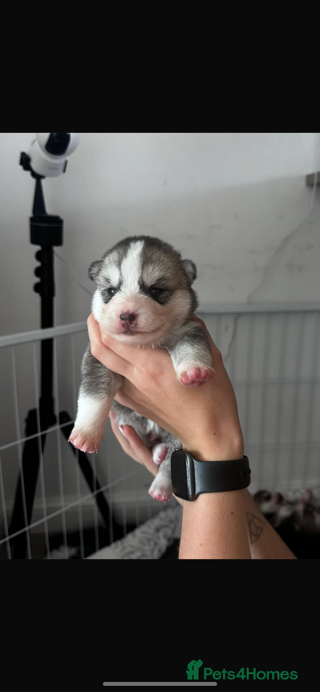 Pomsky dogs for stud: STORM🐾🐺 Champion F2 pomsky for stud  - Image 14