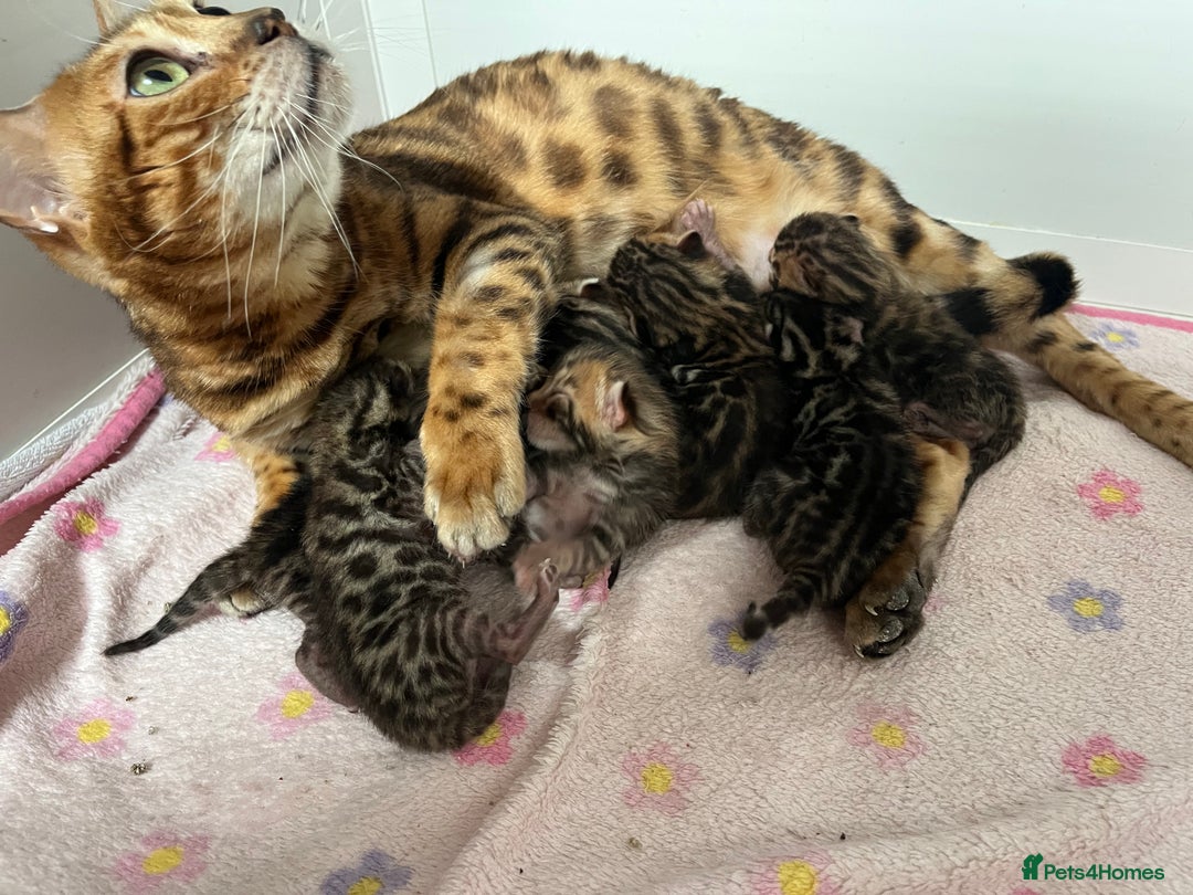 Bengal cats for sale: TICA reg STUNNING BENGAL KiTTENs - Image 10