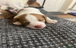 Jack Russell dogs for sale: Jack Russell puppies - Advert 3