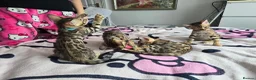 Bengal cats for sale: 😺5 Exceptional Bengal Kittens 😸 male - Advert 10