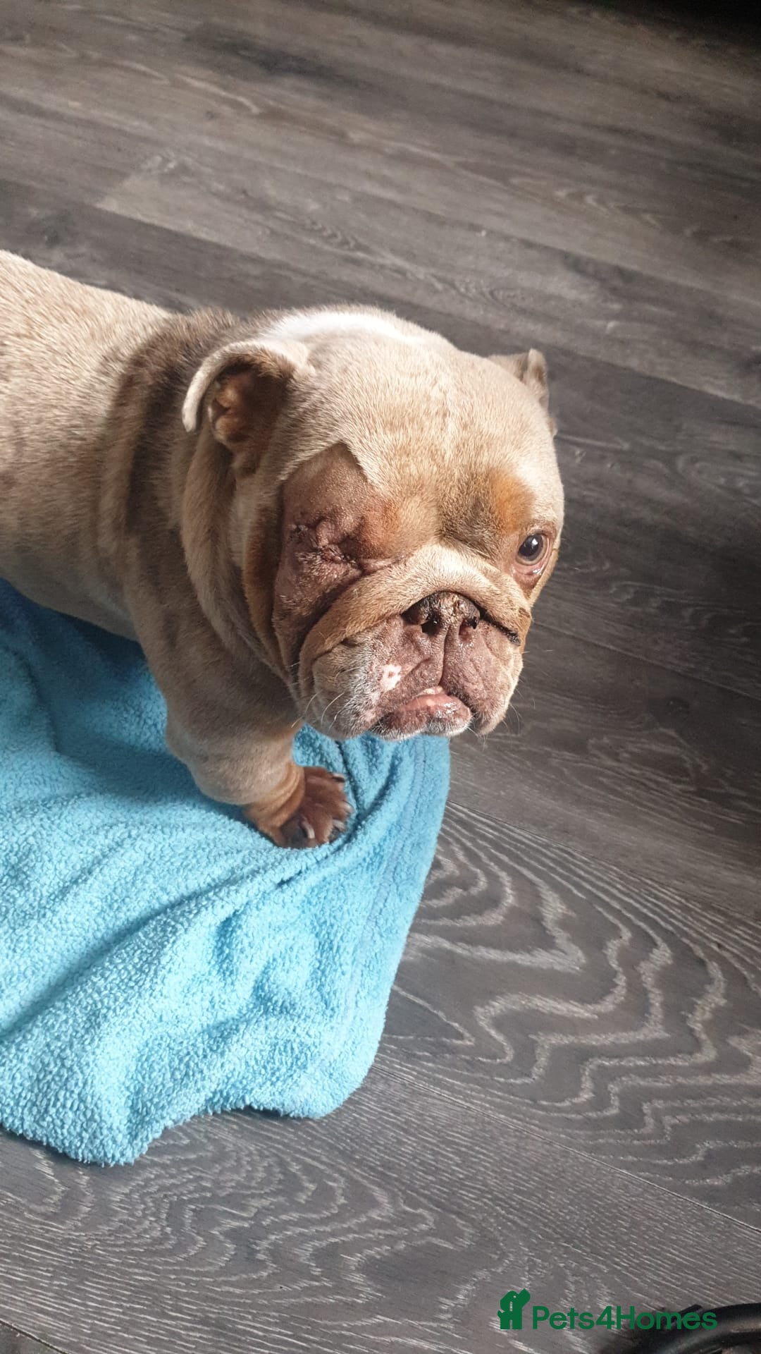 English Bulldog dogs for sale: Bulldog pocket size male - Image 2