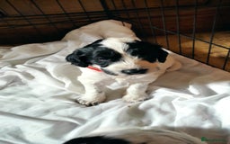 Mixed Breed dogs for sale: Sprollie x cocker-poo pups - Image 2