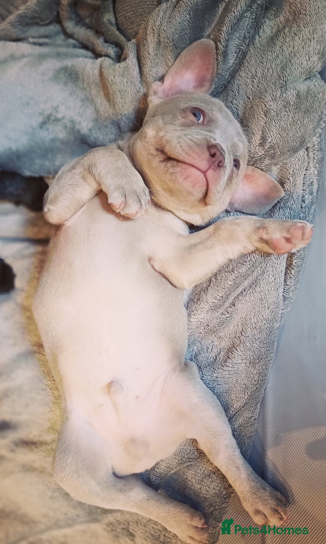 French Bulldog dogs for sale: Our beautiful puppies 😍 - Image 8