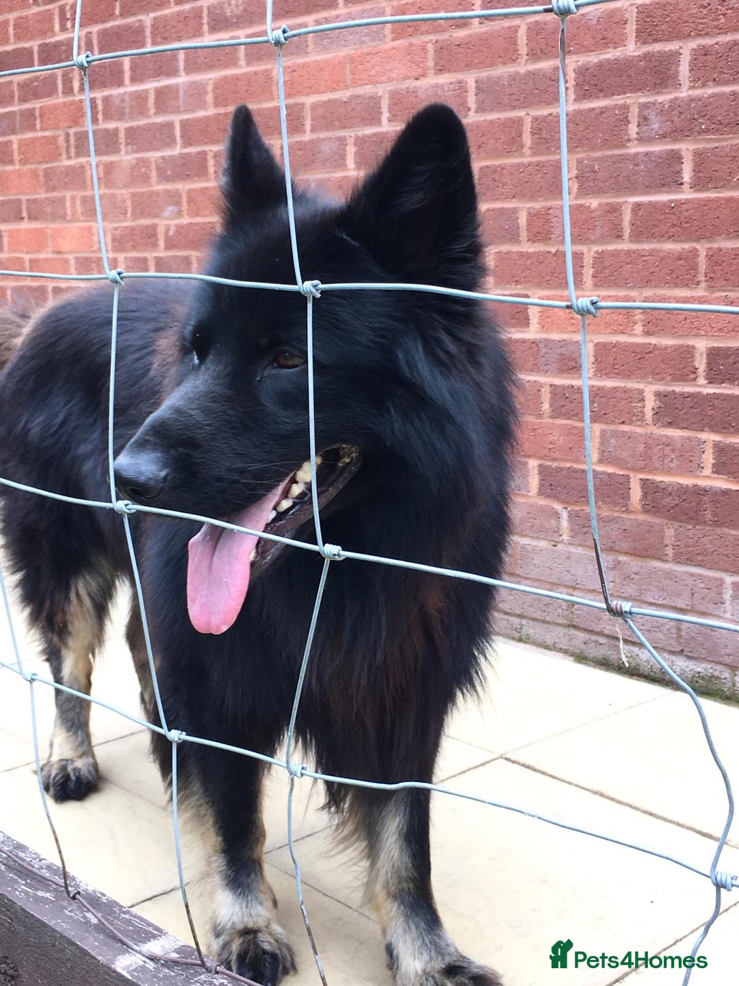 German Shepherd dogs for stud: Zeus  in Wolverhampton - Image 4