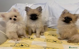 Pomeranian dogs for sale: Pomeranian  - Image 2