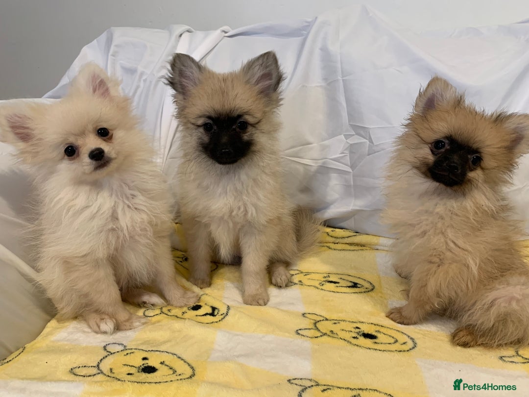 Pomeranian dogs for sale: Pomeranian  - Image 2