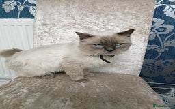 Ragdoll cats for sale: Blue point ragdoll 🩵 - Image 6