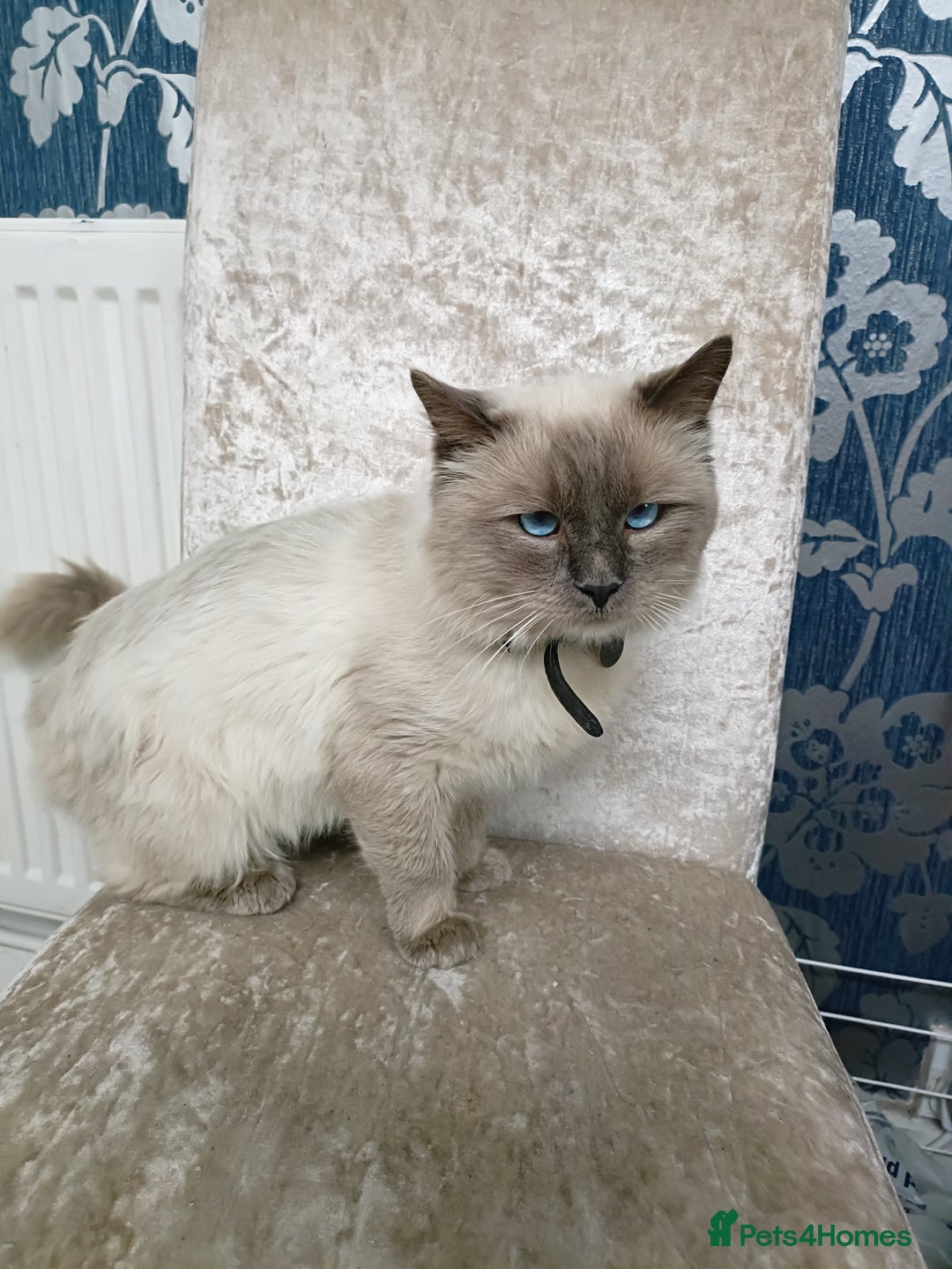 Ragdoll cats for sale: Blue point ragdoll 🩵 - Image 6