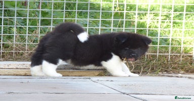 Akita dogs Quality Akita Baby Girls (KC Registered) - Advert 2