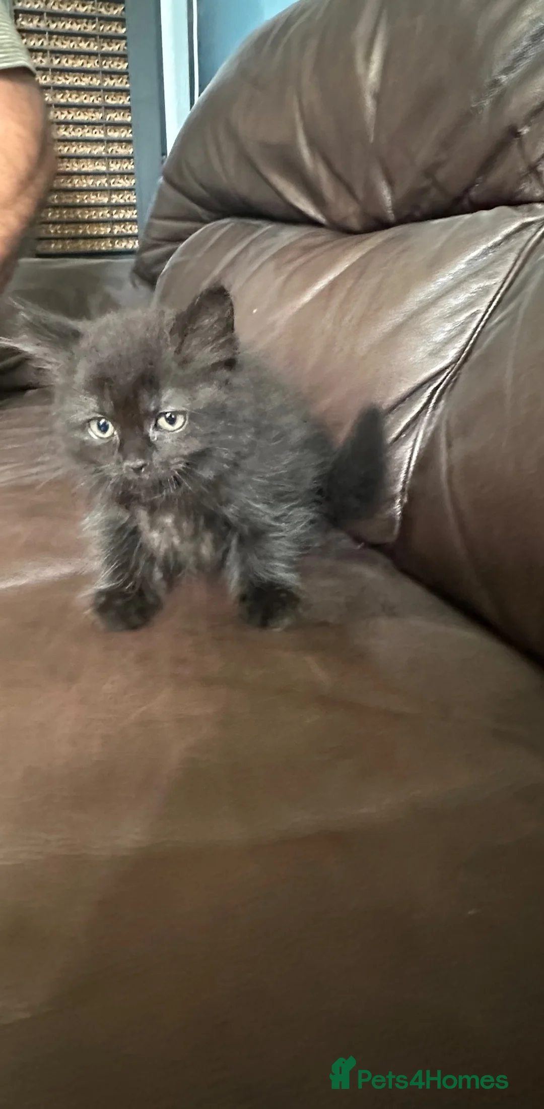 British Shorthair cats for sale: British shorthair kittens  in Cardiff - Advert 12