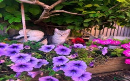 British Shorthair cats for sale: British Shorthair Girl Full of Personality! - Image 1