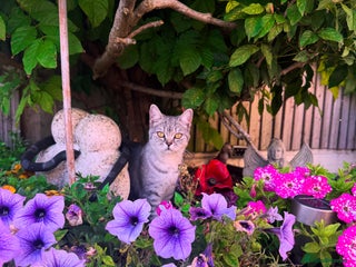 British Shorthair cats - Advert 26