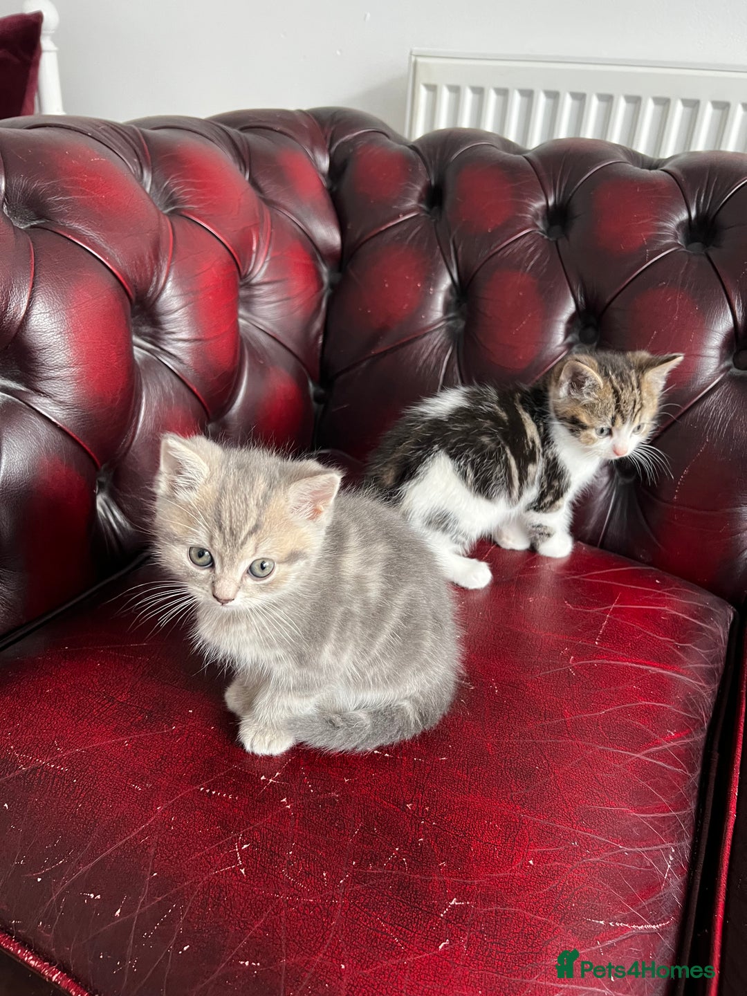 American Shorthair cats for sale: Adorable Tabby Kittens – Ready for Forever Homes - Advert 2