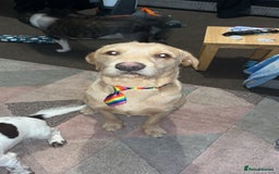 Labrador Retriever dogs for stud: Lab x wire hair pointer at stud  - Image 5