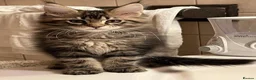 Maine Coon cats for sale: New Adventures Ready to Melt Your Heart-Maine Coon in Coventry - Advert 2