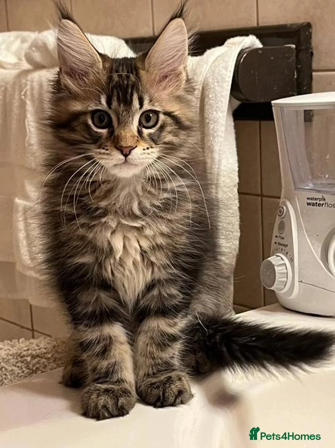 Maine Coon cats for sale: New Adventures Ready to Melt Your Heart-Maine Coon in Coventry - Advert 2