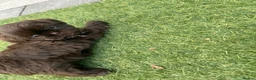 Shih Tzu dogs for sale: Stunning Solid Chocolate Kc Imperial Pups - Advert 9