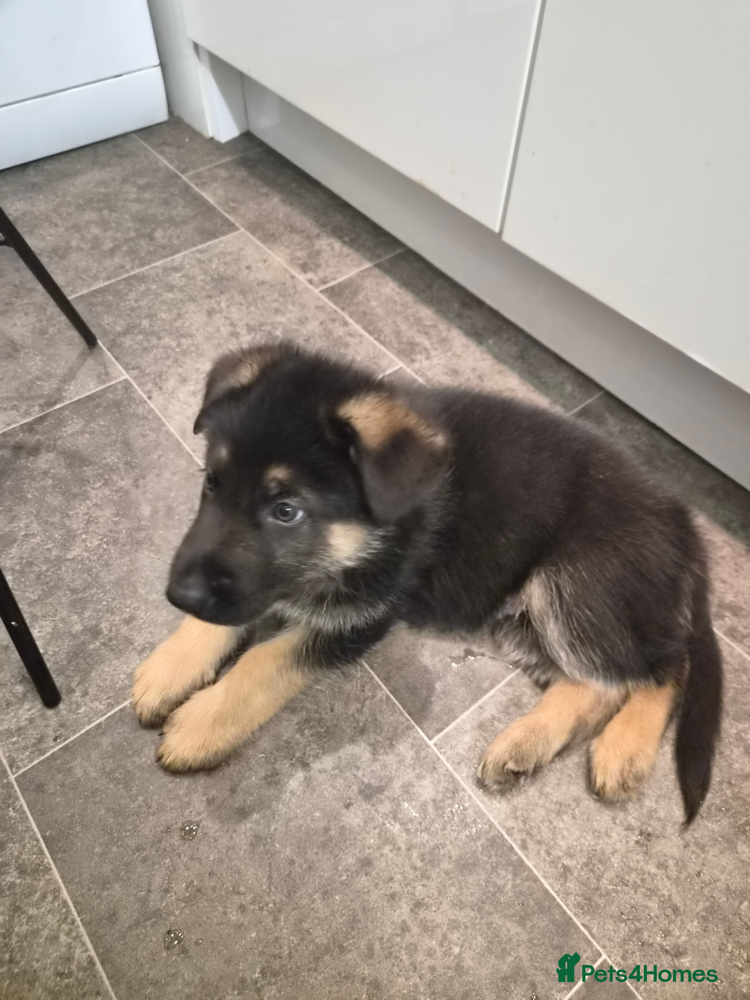 German Shepherd dogs  Pedigree German Shepherd pups straight backed - Advert 2