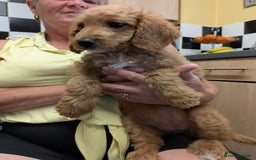Cockapoo dogs for sale: 2 cockapoo puppies  - Image 4