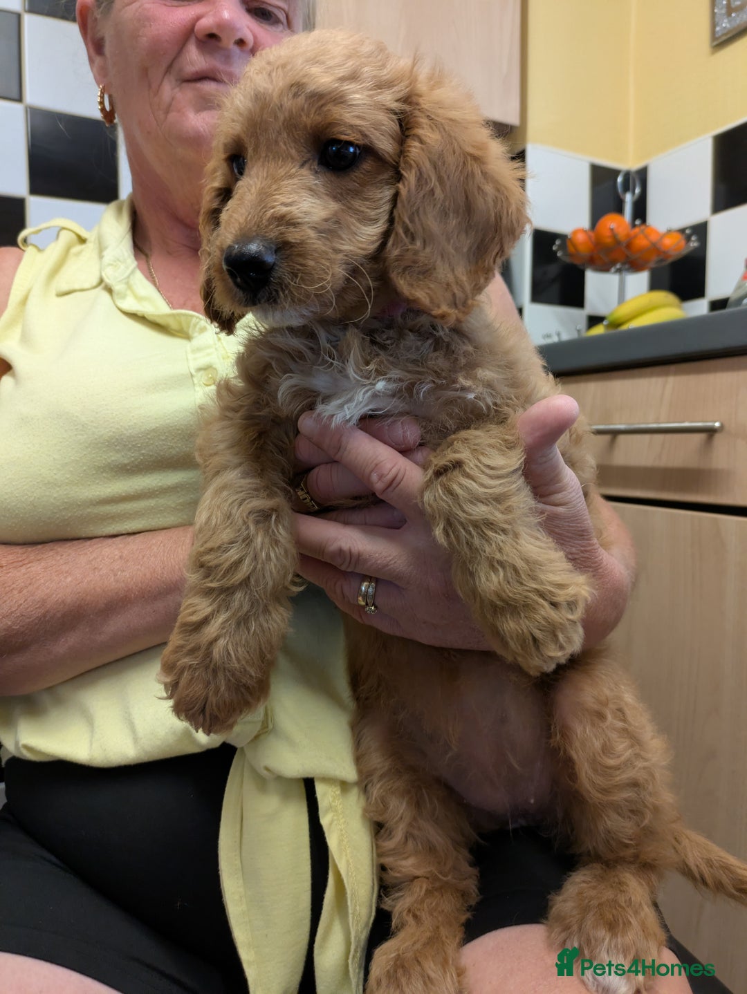 Cockapoo dogs for sale: 2 cockapoo puppies  - Image 4