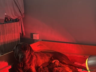 Cane Corso dogs Cane corso puppies - Advert 1