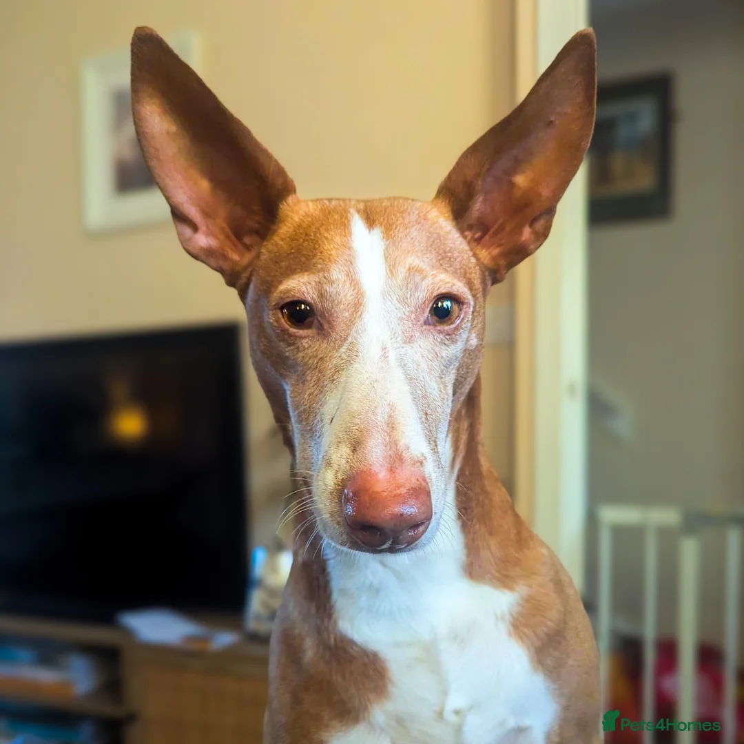 Ibizan Hound dogs for adoption: Kiara - a sweet low energy girl - Advert 1