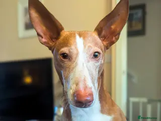 Ibizan Hound dogs Kiara - a sweet chilled girl who loves a tummy rub - Advert 1