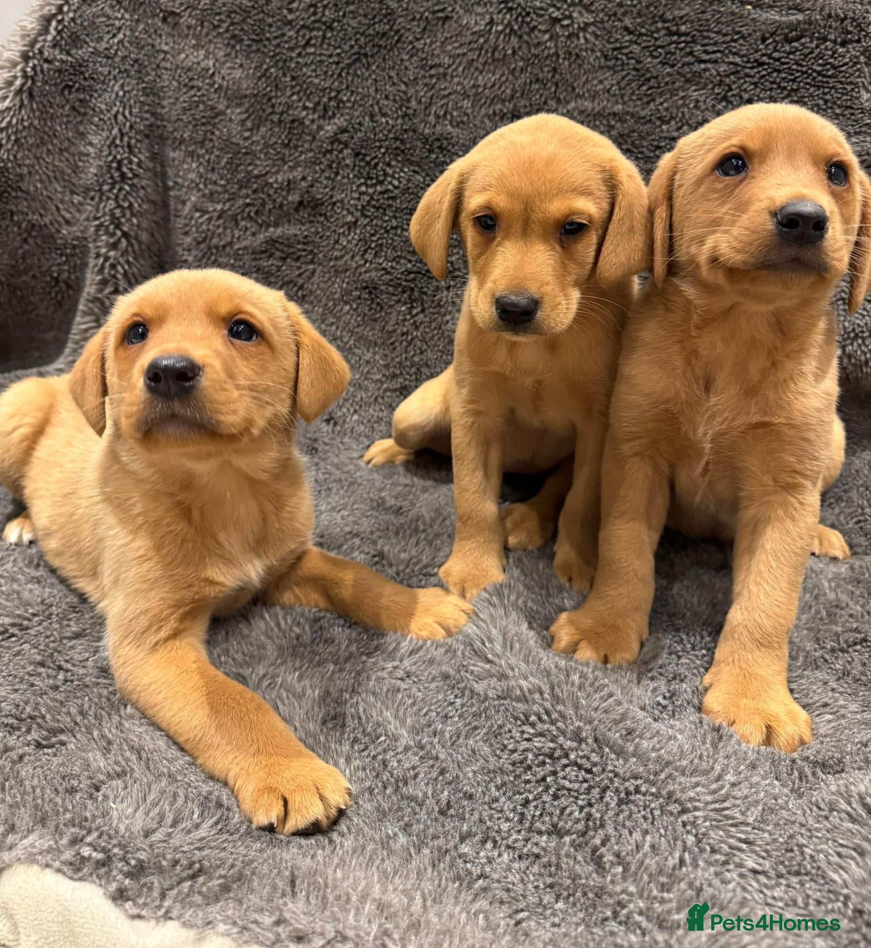 Labrador Retriever dogs for sale: FOX RED PUPPIES - Advert 1
