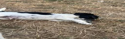 English Springer Spaniel dogs for sale: Healthy springer spaniel pups - Advert 19