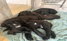 Mixed Breed dogs for sale:  Boxer-Doodle - Image 5