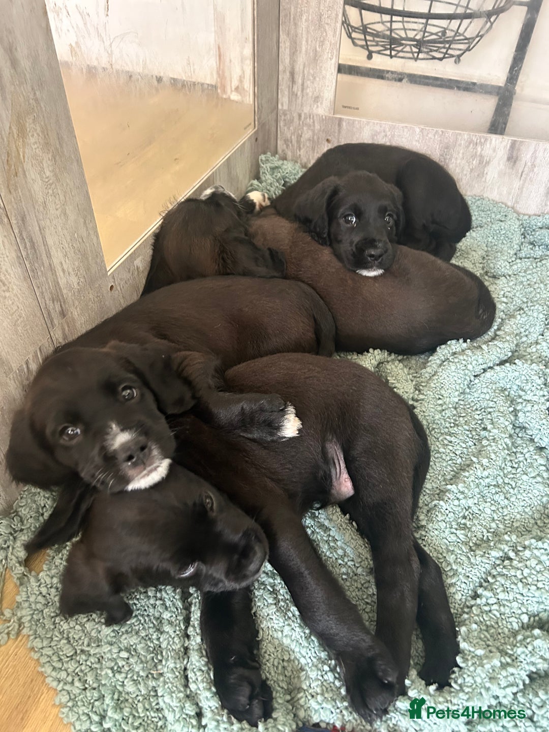 Mixed Breed dogs for sale:  Boxer-Doodle - Image 5