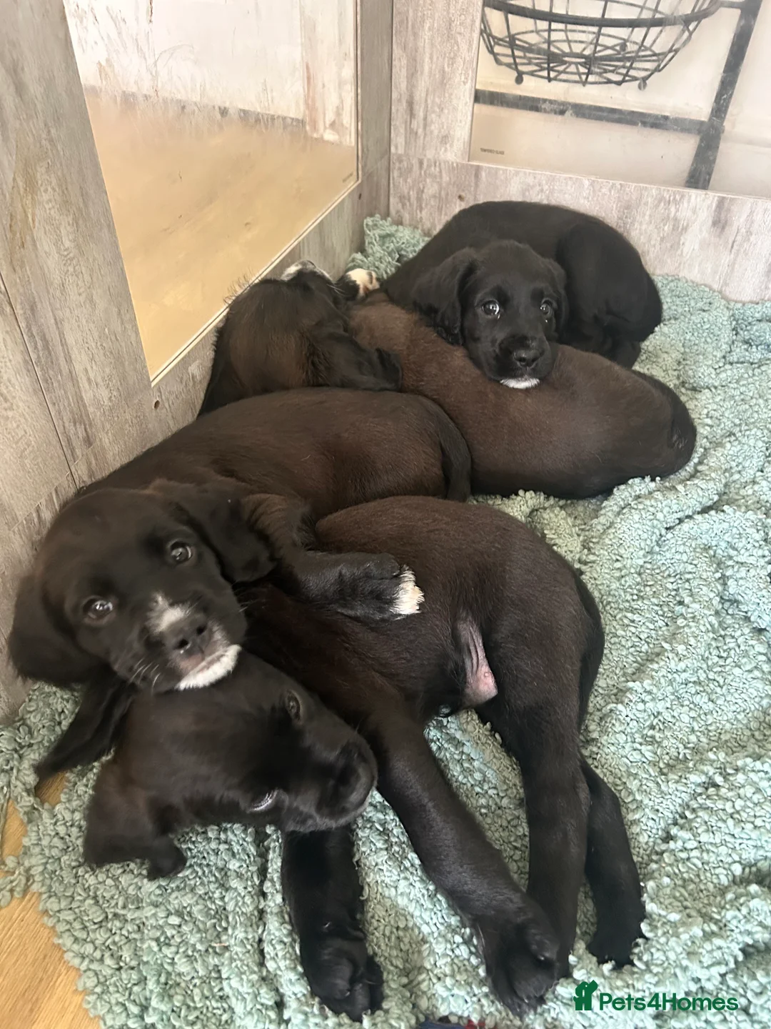 Mixed Breed dogs for sale:  Boxer-Doodle - Advert 5