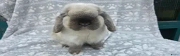 Mini Lop rabbits for sale: Adult mini lops  - Advert 3