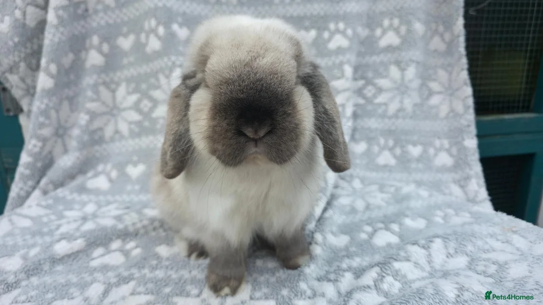 Mini Lop rabbits for sale: Adult mini lops  - Advert 3