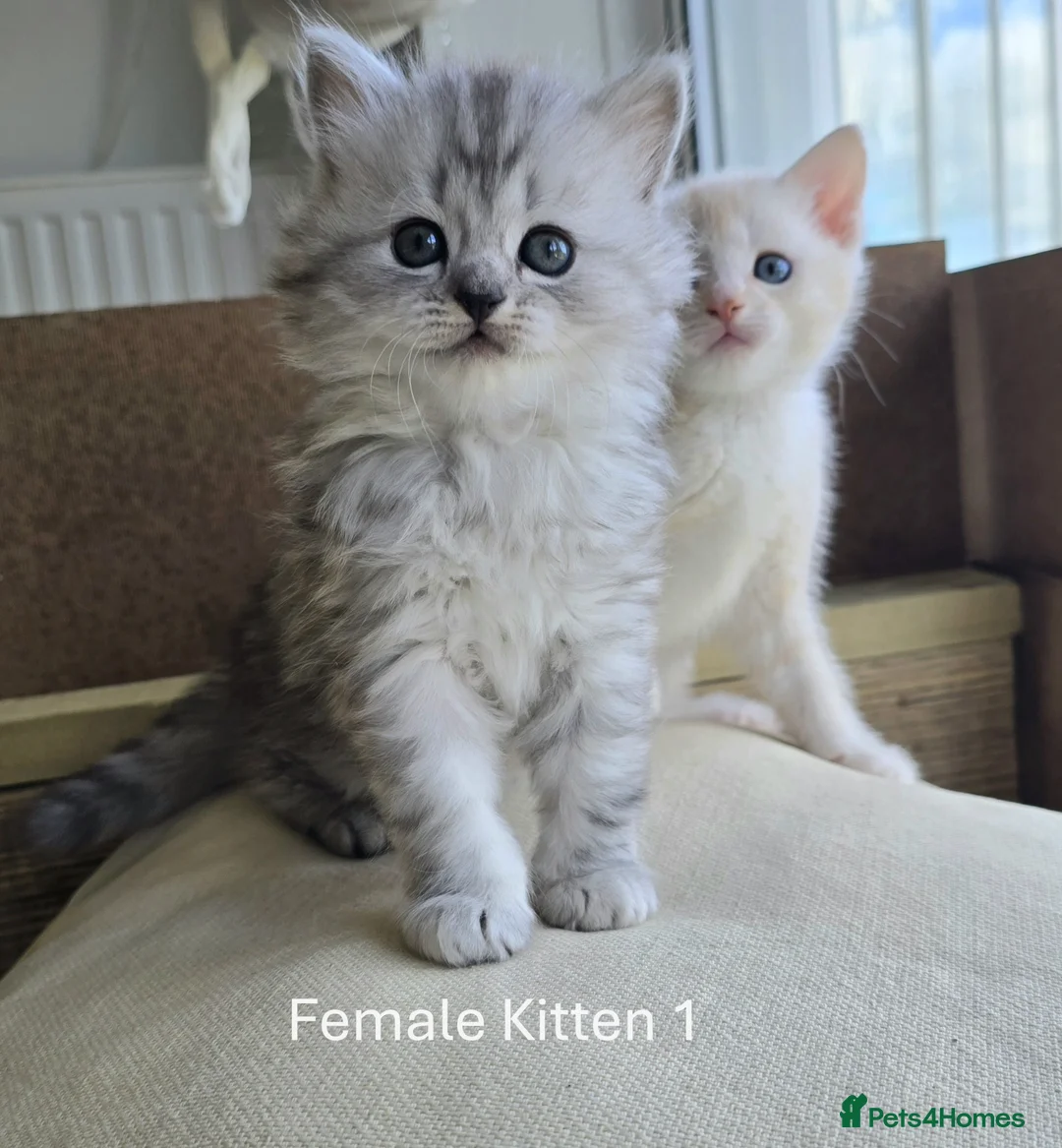 British Longhair cats for sale: Most Beautiful British Longhair Kittens - Advert 2
