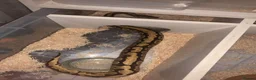 Leopard Gecko reptiles for sale: orange dream ball python female  in Colchester - Advert 2